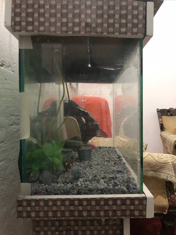 2 feet aquarium 1