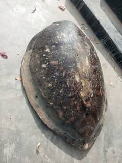 Big Size Turtle Shell