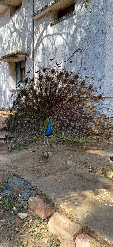 peacock male 5