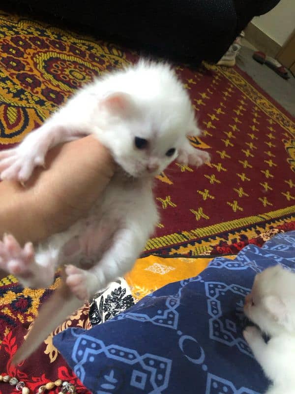 kittens for sale 1