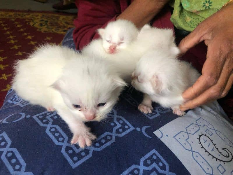 kittens for sale 2