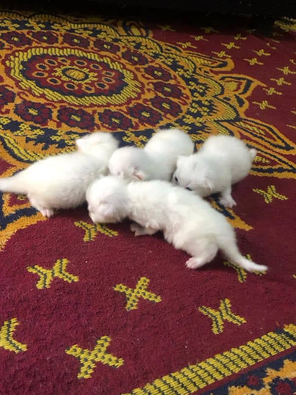 kittens for sale 3