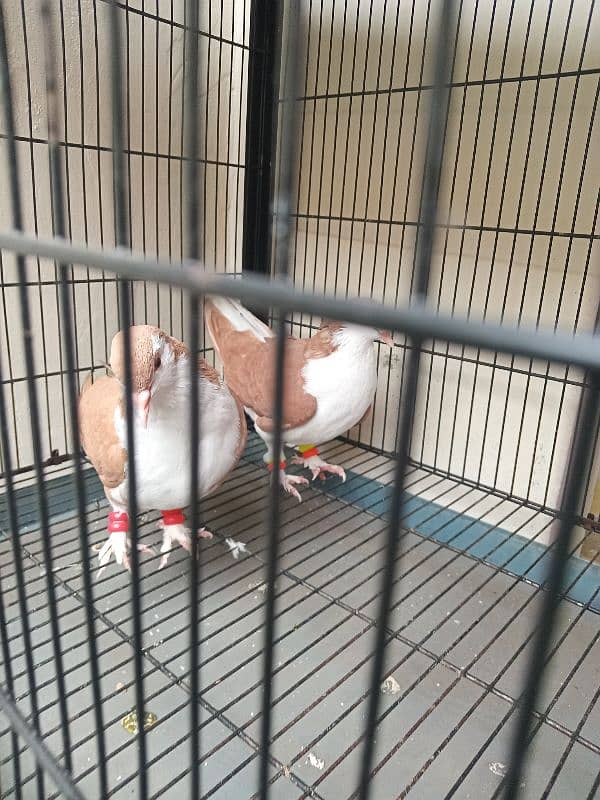 black tedy aik pair or aik sherazi pair or 4 potion wala cage 9