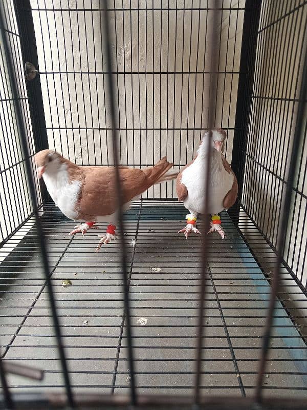 black tedy aik pair or aik sherazi pair or 4 potion wala cage 10