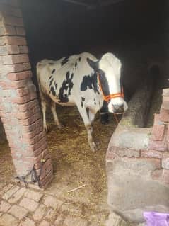 fresion cross cow/ Frizan cow for sale