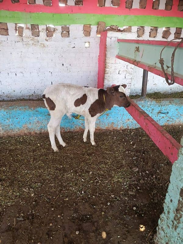 fresion cross cow/ Frizan cow for sale 1