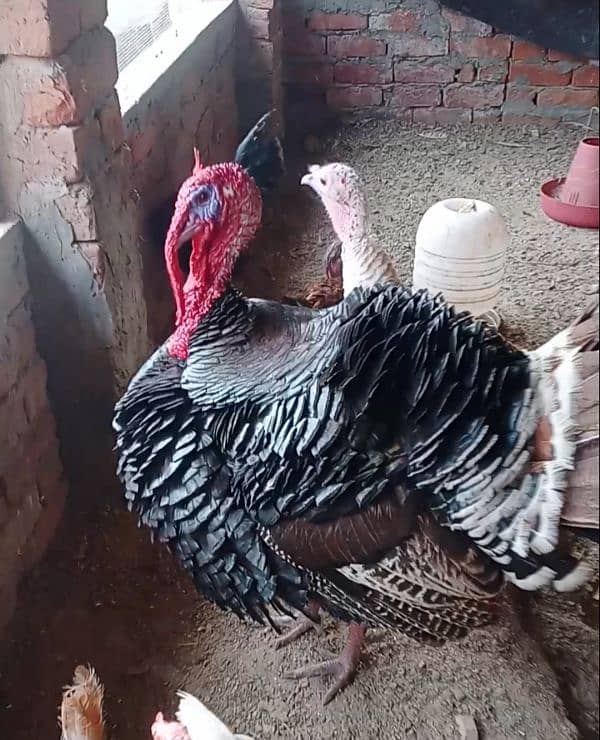 turkey pair for sale 0