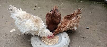 Frizzle Hen's Trio