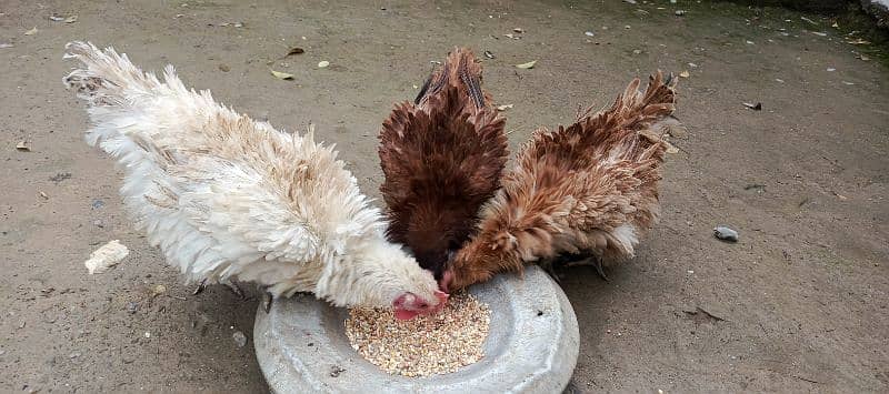 Frizzle Hen's Trio 0