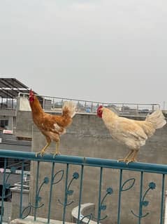 9 months old roosters in lahore