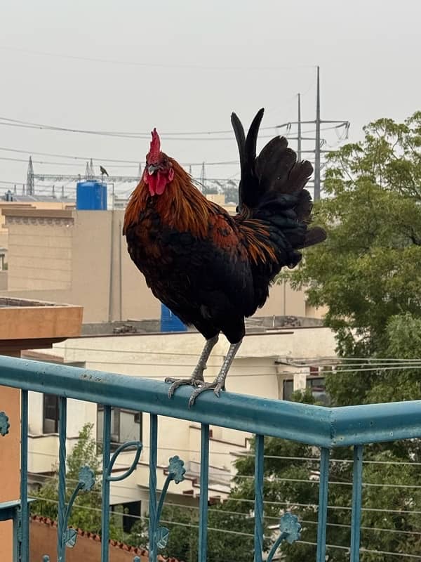 9 months old roosters in lahore 2