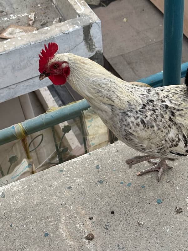 9 months old roosters in lahore 3