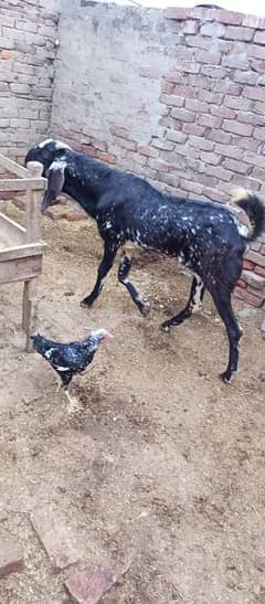 4dant hai MashaAllah pyara bakra Eid ke ghar ka pala hai