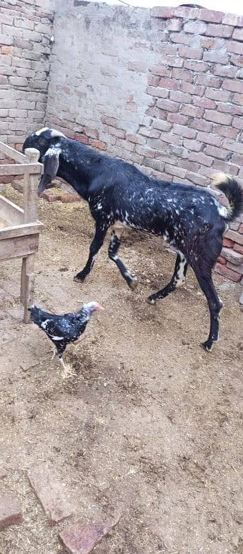 4dant hai MashaAllah pyara bakra Eid ke ghar ka pala hai 0