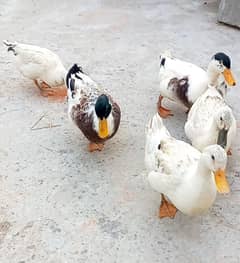 ducks