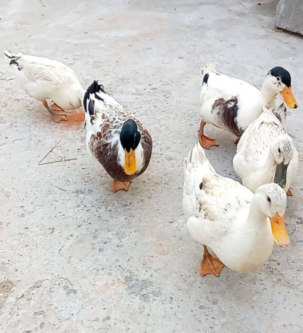 ducks 0