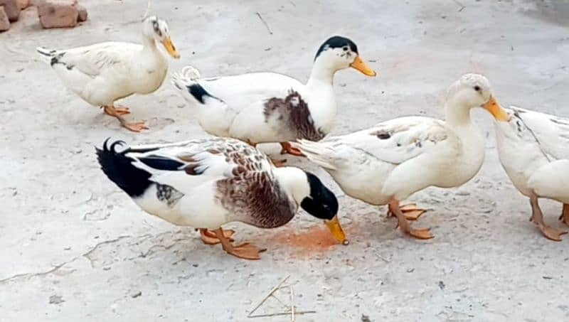 ducks 1