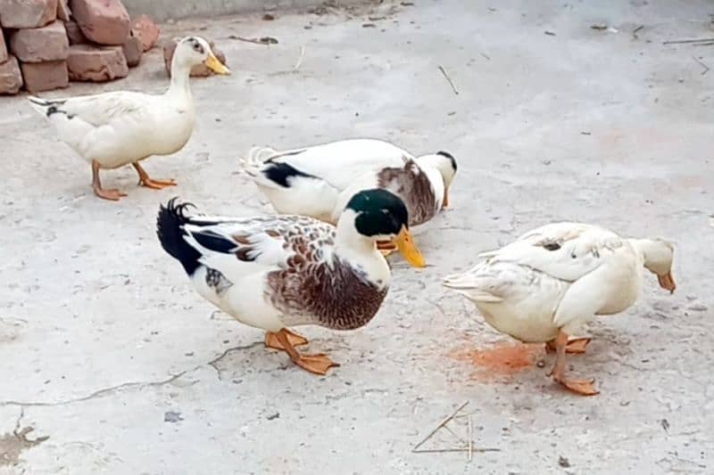 ducks 2