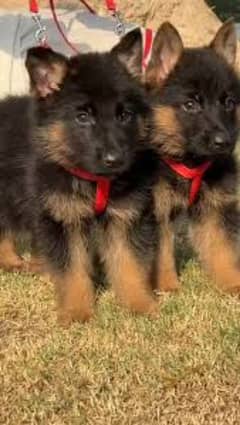 German shepherd puppies Double Coat Whatsapp 03221185228