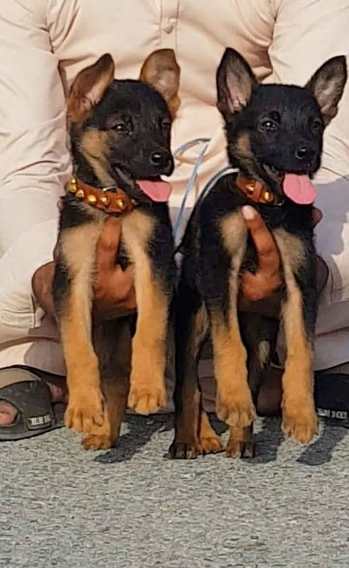 German shepherd puppies Double Coat My WhatsApp number 03001868066 0