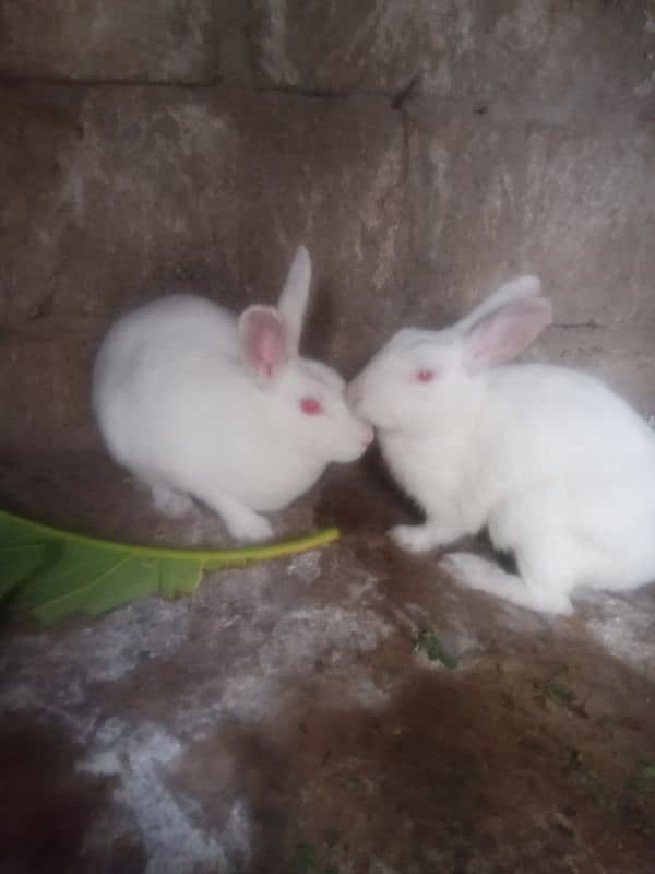 Newzeland White Rabbit pair breader for sale 0