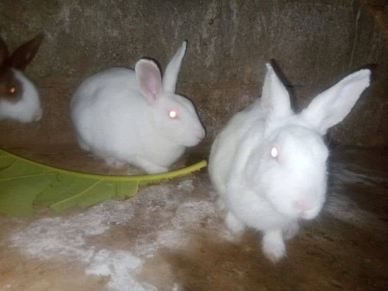 Newzeland White Rabbit pair breader for sale 1