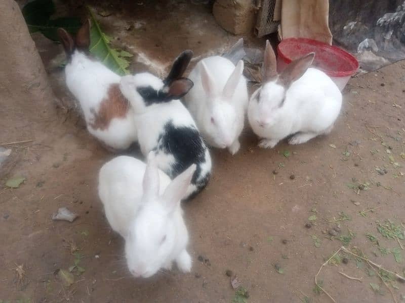 Newzeland White Rabbit pair breader for sale 2