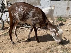 Beutiful tedi female with female kid