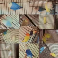 love birds albino decino creamino parblue Palefellows splits pastelino