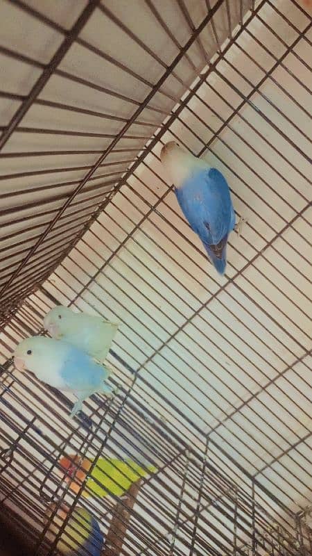 love birds albino decino creamino parblue Palefellows splits pastelino 2