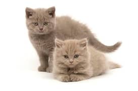 Scottish fold & British shorthair kitten available in Pakistan