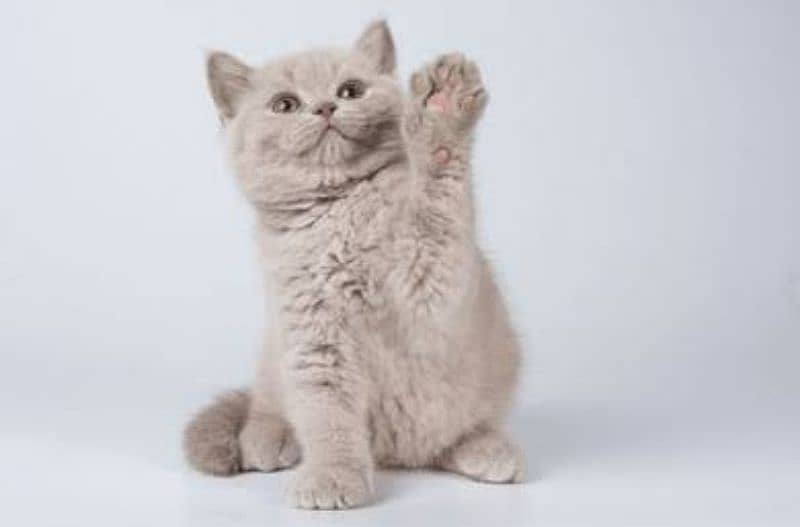 Scottish fold & British shorthair kitten available in Pakistan 1