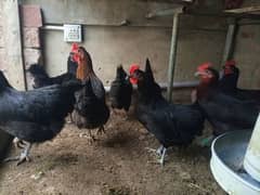 Australorp Hens