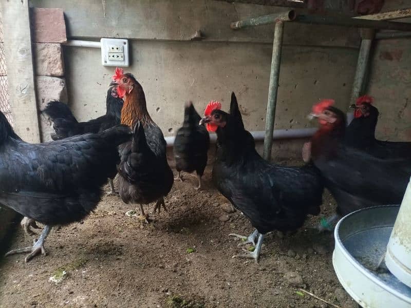 Australorp Hens 0