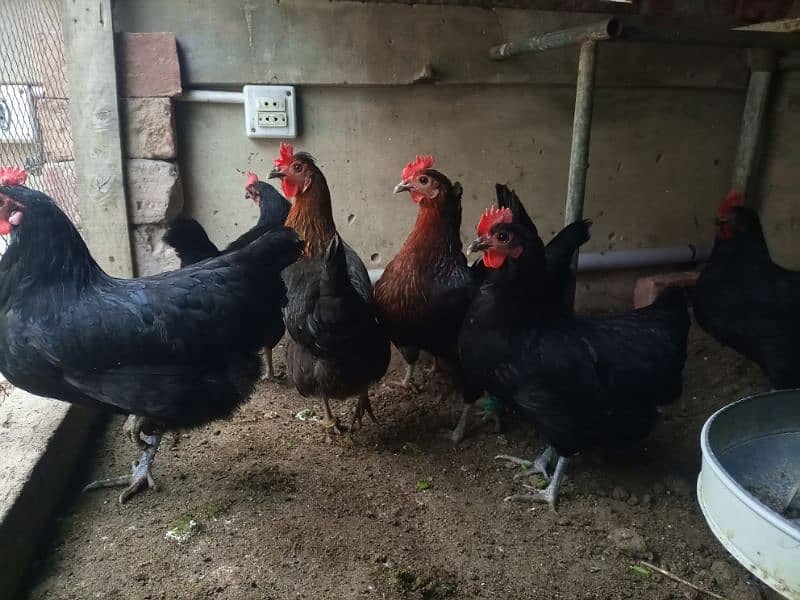 Australorp Hens 1