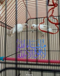 Love Bird Family for Sale