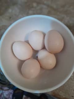 white Shamo egg