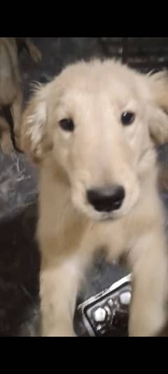 golden retriever pair for sale