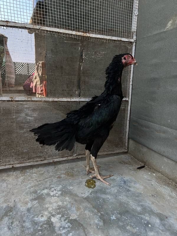 Black shamo females for sale 4