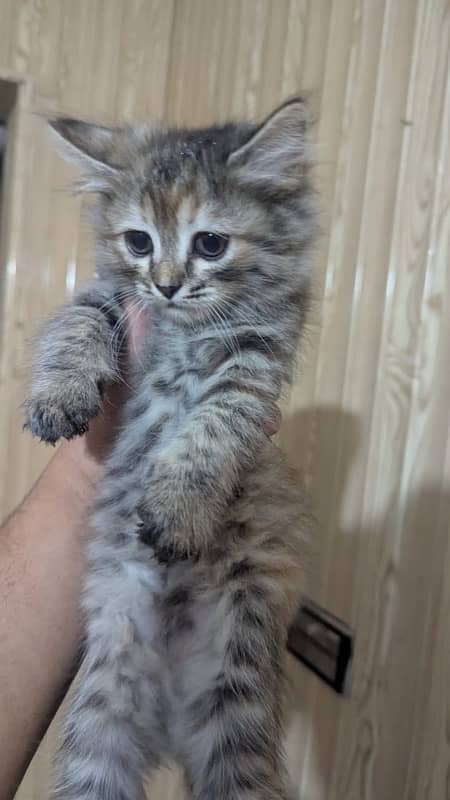 persian tabby colour male baby 0