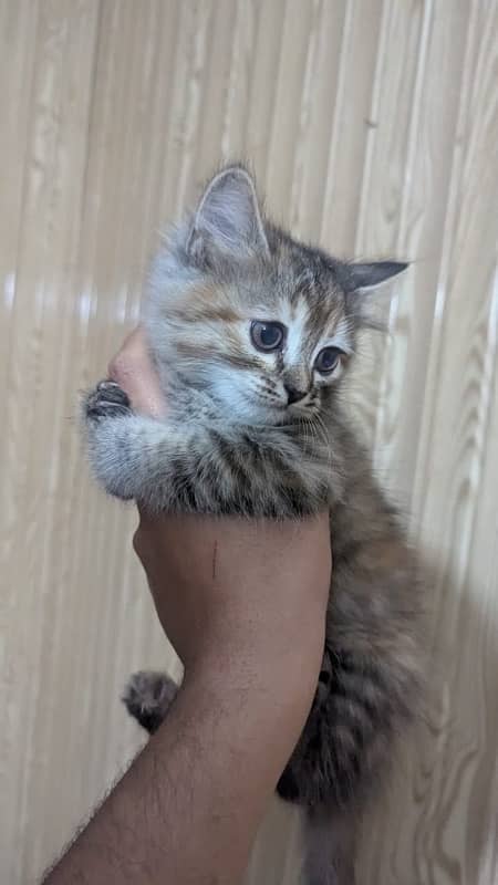 persian tabby colour male baby 1