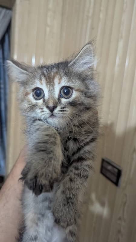 persian tabby colour male baby 2