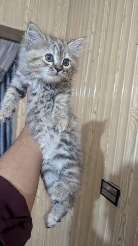 persian tabby colour male baby 3