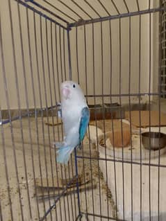 Love birds looking for rehoming