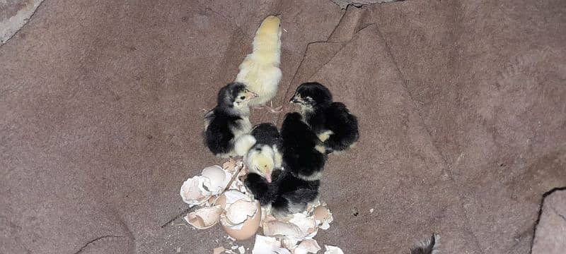 i want to sell my Oh Shamoo chicks 0