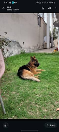 German Shepherd Dog male