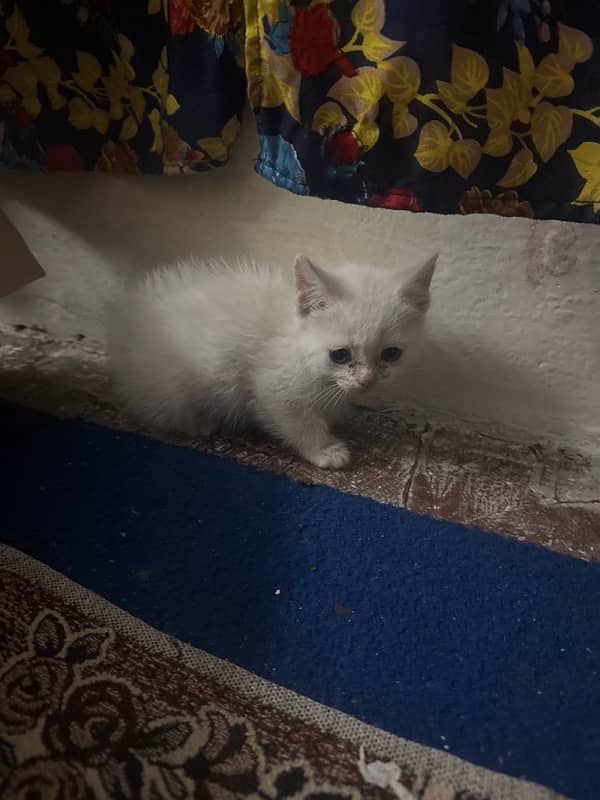 perisan 3 cat 2 months baby for sell 0