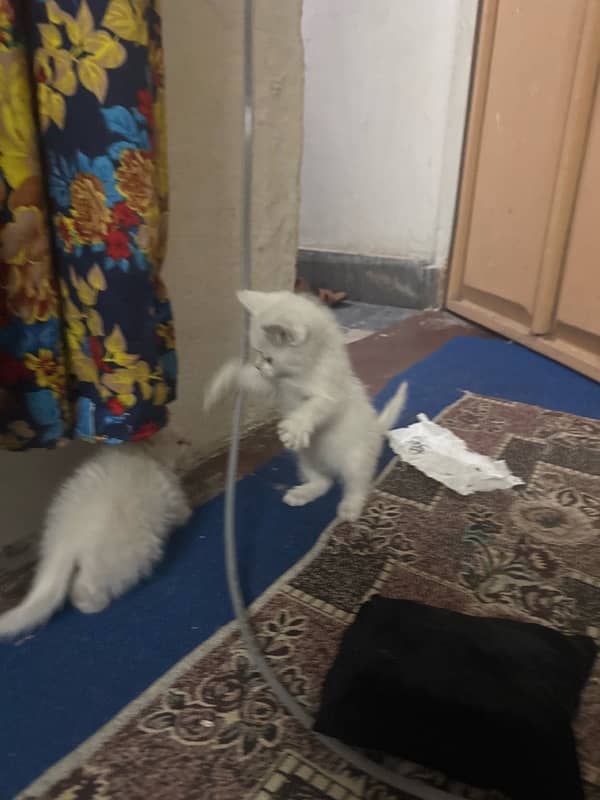 perisan 3 cat 2 months baby for sell 3