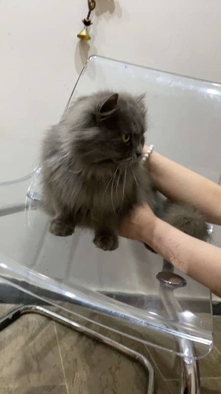 7 months grey kitten for sale 1