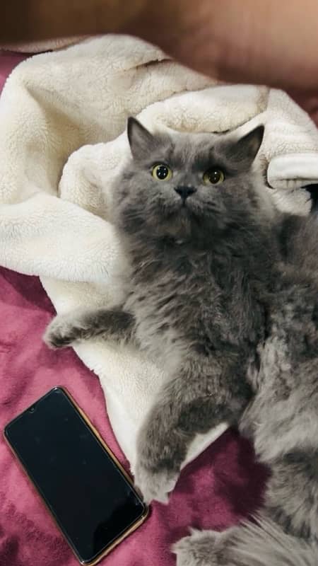 7 months grey kitten for sale 2